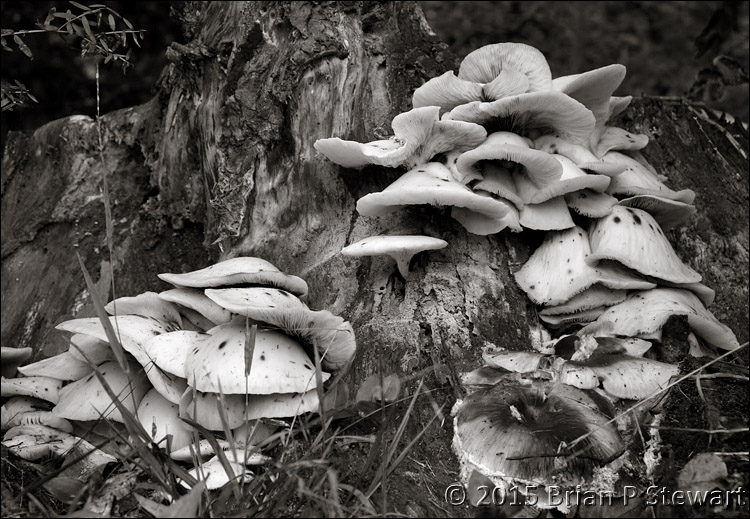 Narek Mushrooms