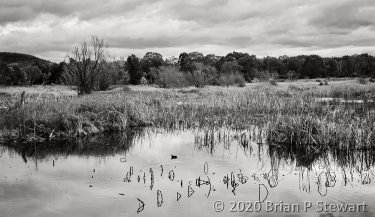 Jerrabomberra Wetlands